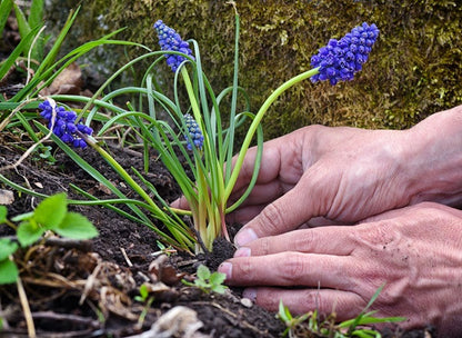 Muscari "Grape Hyacinth" - 20 bulbs