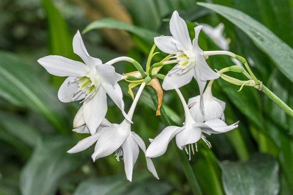 amazon white lily Amazon lily - Eucharis amazonica grandiflora