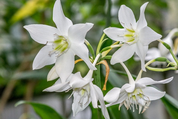 green and white lily Eucharis amazonica grandiflora – The Southern Bulb Co