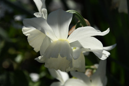 Daffodil 'Thalia' - 5 bulbs