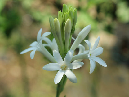 Single Tuberose (Polianthes) 5 tubers