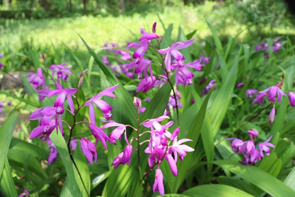 Ground Orchid - 1 gal pot