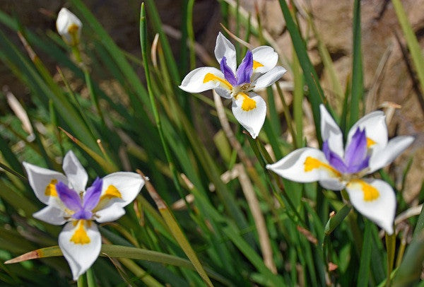 Dietes vegeta "African Iris"-  5 bulbs