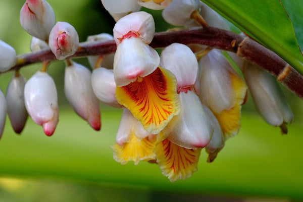 Zingiber zerumbet ‘Variegata’ - 3 bulbs