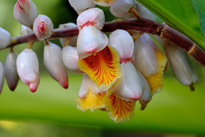 Zingiber zerumbet ‘Variegata’ - 3 bulbs