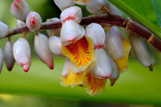 Zingiber zerumbet ‘Variegata’ - 3 bulbs