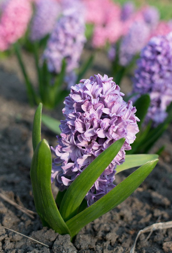 Hyacinthus Hyacinth Purple 'Splendid Cornelia'