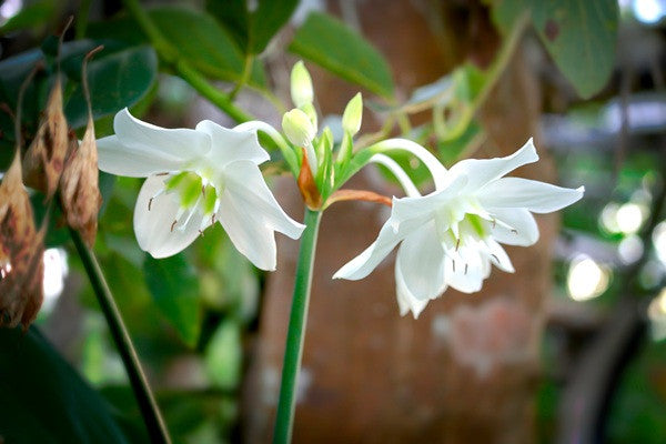 Amazon lily - Eucharis amazonica grandiflora - 5 bulbs
