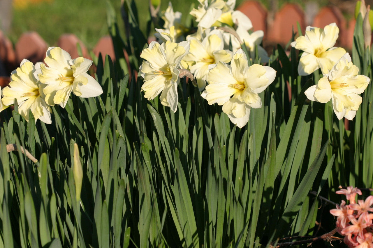 Daffodil 'Cassata' - 5 bulbs