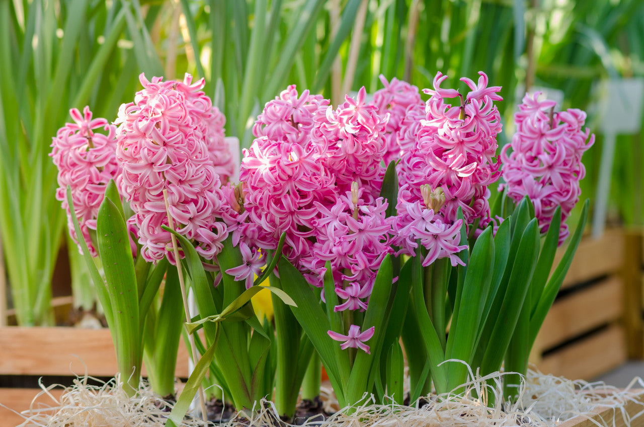 Hyacinthus Hyacinth Pink 'Fondant' - 5 bulbs