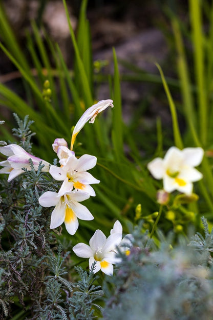 Freesia refracta (mixed) - 5 bulbs