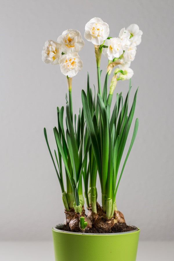 Daffodil tazetta 'Bridal Crown' - 5 bulbs