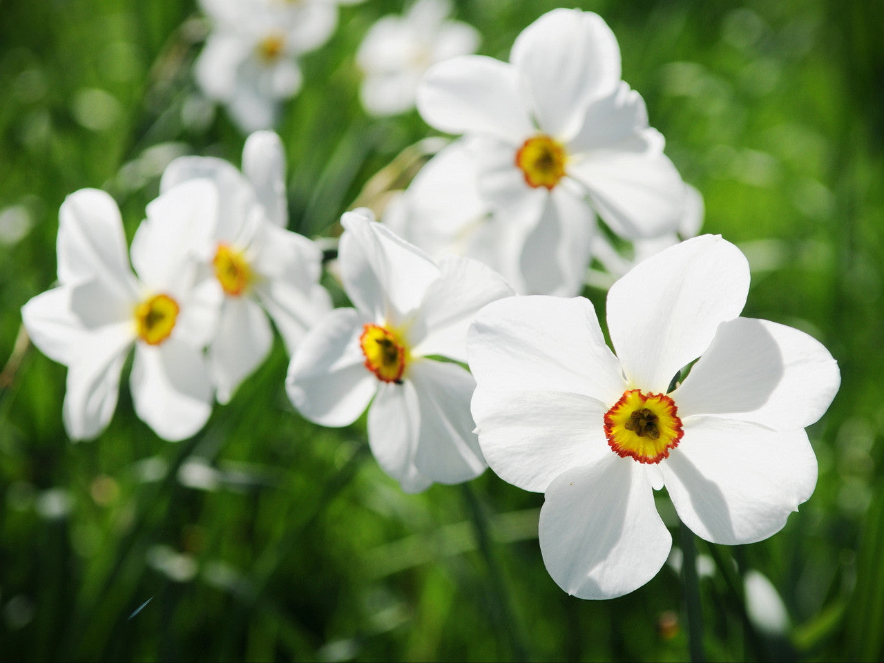 Southern Bulbs Daffodil Pheasant's Eye