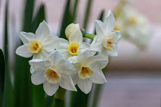 Daffodil 'Wintersun' - 4 bulbs
