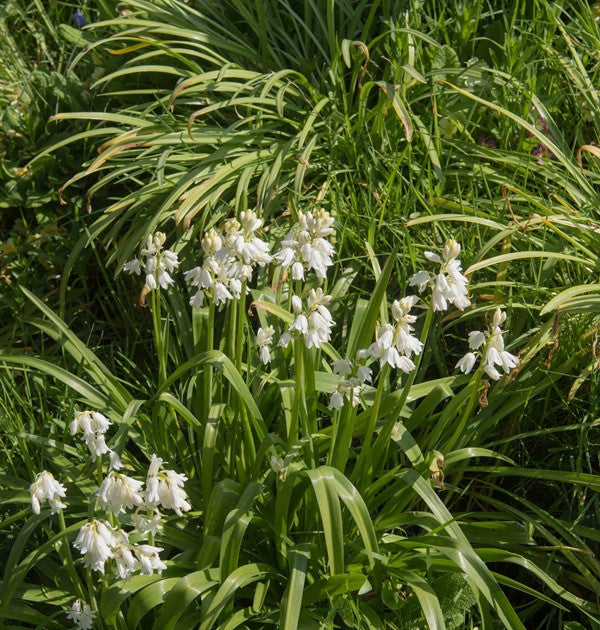 Hyacinthoides hispanica 'White City Bluebells' - 10 bulbs