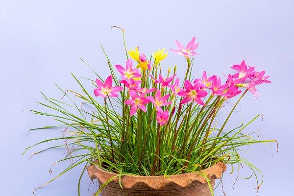 blue rain lily flower Zephyranthes citrina 'Yellow Rain Lily'
