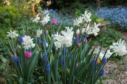 Daffodil 'Thalia' - 5 bulbs