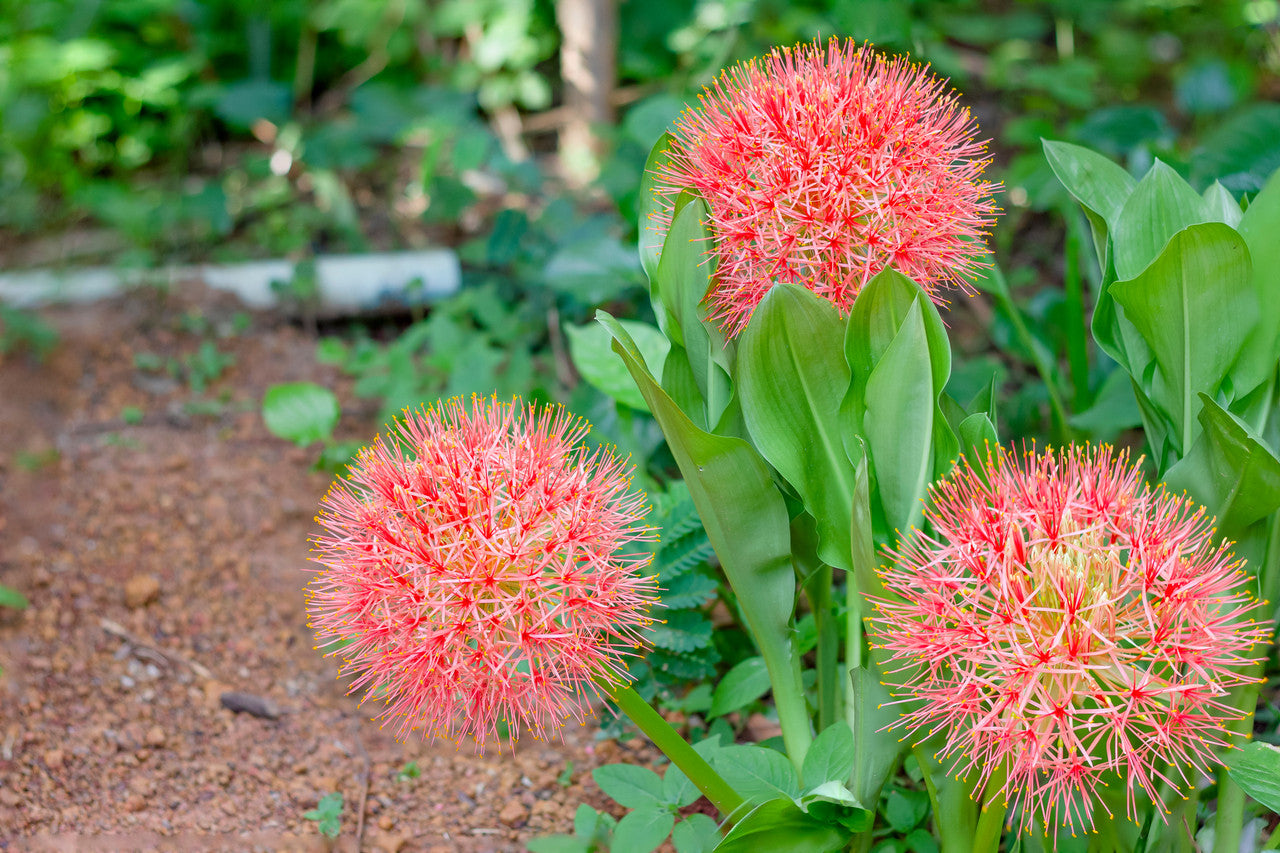 lily ball flower Blood Lily (Scadoxus multiflorus)