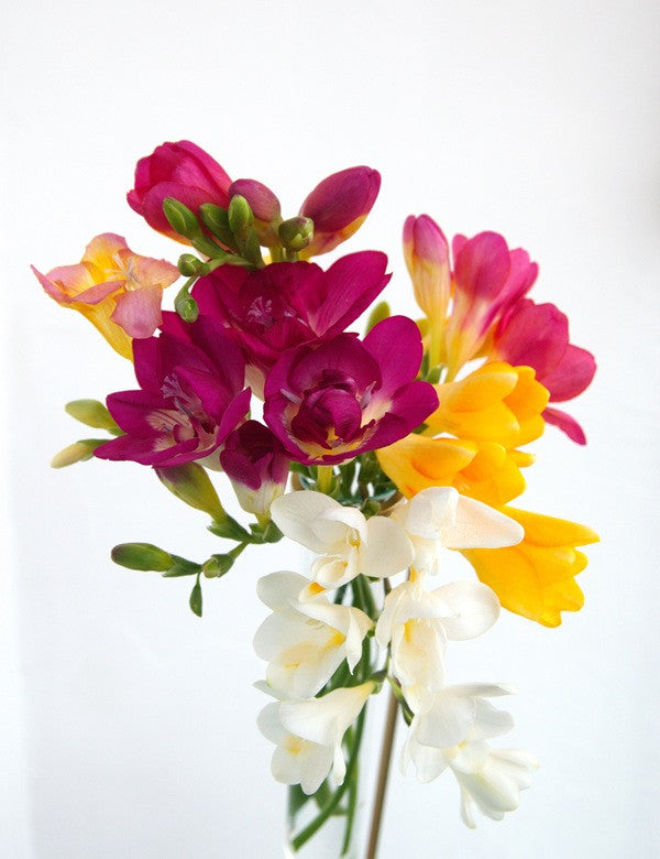 Freesia refracta (mixed) - 5 bulbs