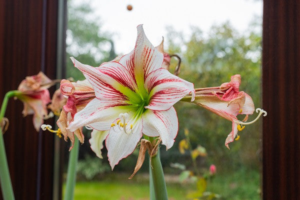 white amaryllis lily Hippeastrum vittatum
