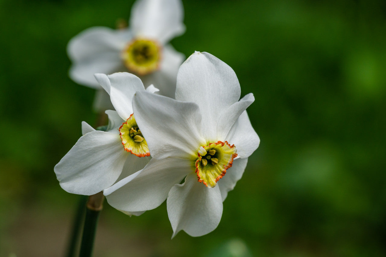 Southern Bulbs Daffodil Pheasant's Eye - Thumbnail 3
