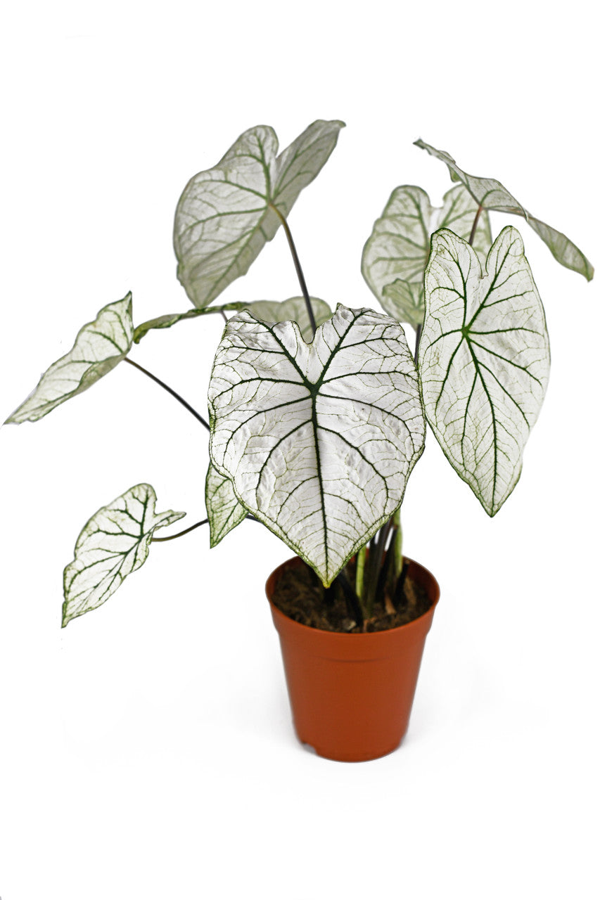 Southern Bulbs Caladium White Christmas - Thumbnail 4