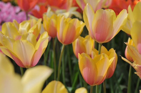Tulipa 'Blushing Lady' - 5 bulbs