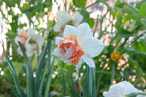 Daffodil 'Replete' - 5 bulbs