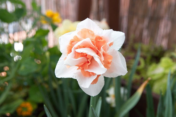 Daffodil 'Replete' - 5 bulbs