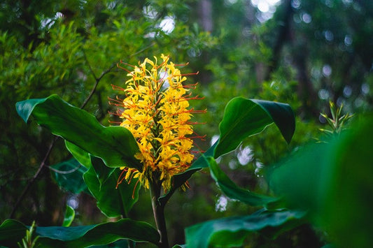 Hedychium gardnerianum (Kahili Ginger Lily)- 3  bulbs