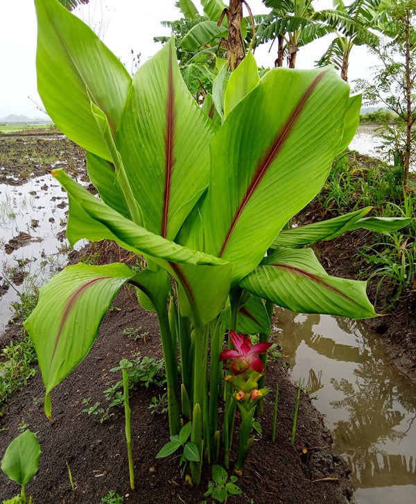 Curcuma zeodaria 'Pink Wonder' - 3 bulbs
