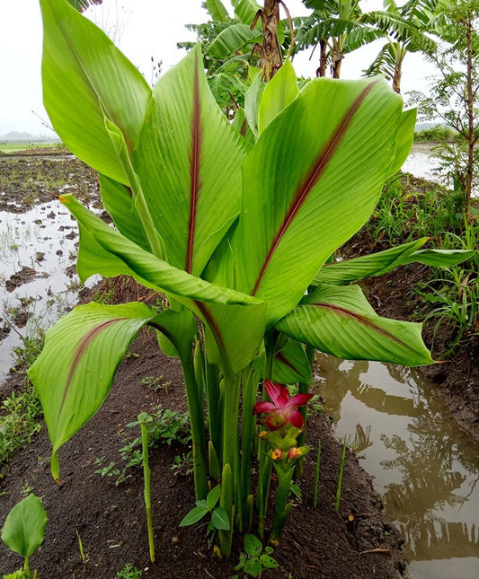 Curcuma zeodaria 'Pink Wonder' - 3 bulbs