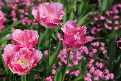 Tulipa 'Fancy Frills' - 5 bulbs