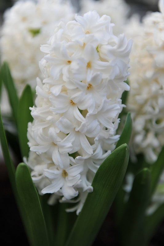 Hyacinthus Hyacinth White - 5 bulbs