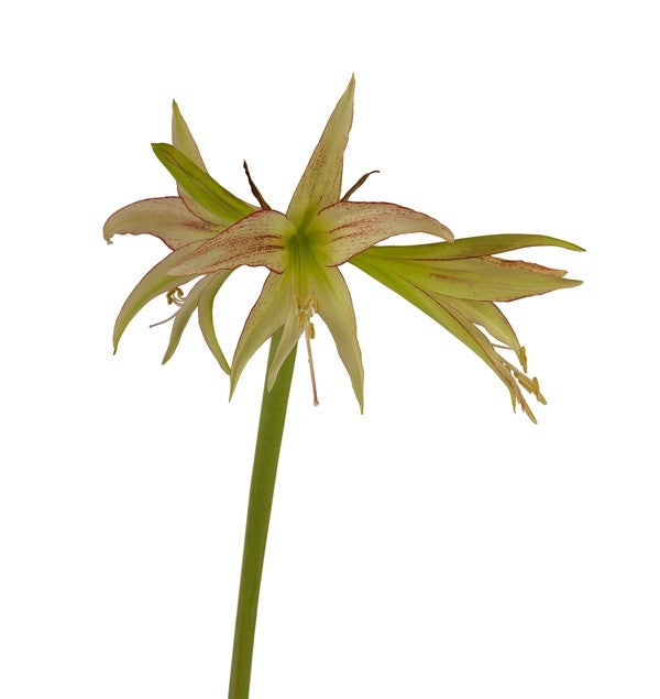 (Amaryllis) Hippeastrum Emerald - 1 bulb