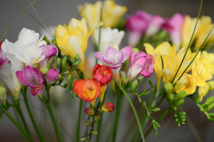 Freesia refracta (mixed) - 5 bulbs