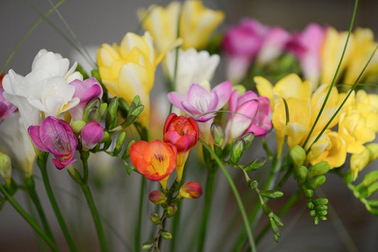 Freesia refracta (mixed) - 5 bulbs