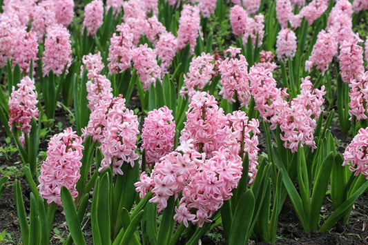 Hyacinthus Hyacinth Pink 'Fondant' - 5 bulbs