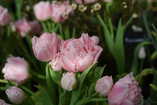 Tulipa 'Dreamer' - 5 bulbs