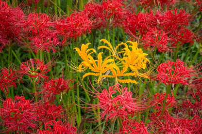 Yellow Spider Lily (Lycoris aurea) - 5 bulbs