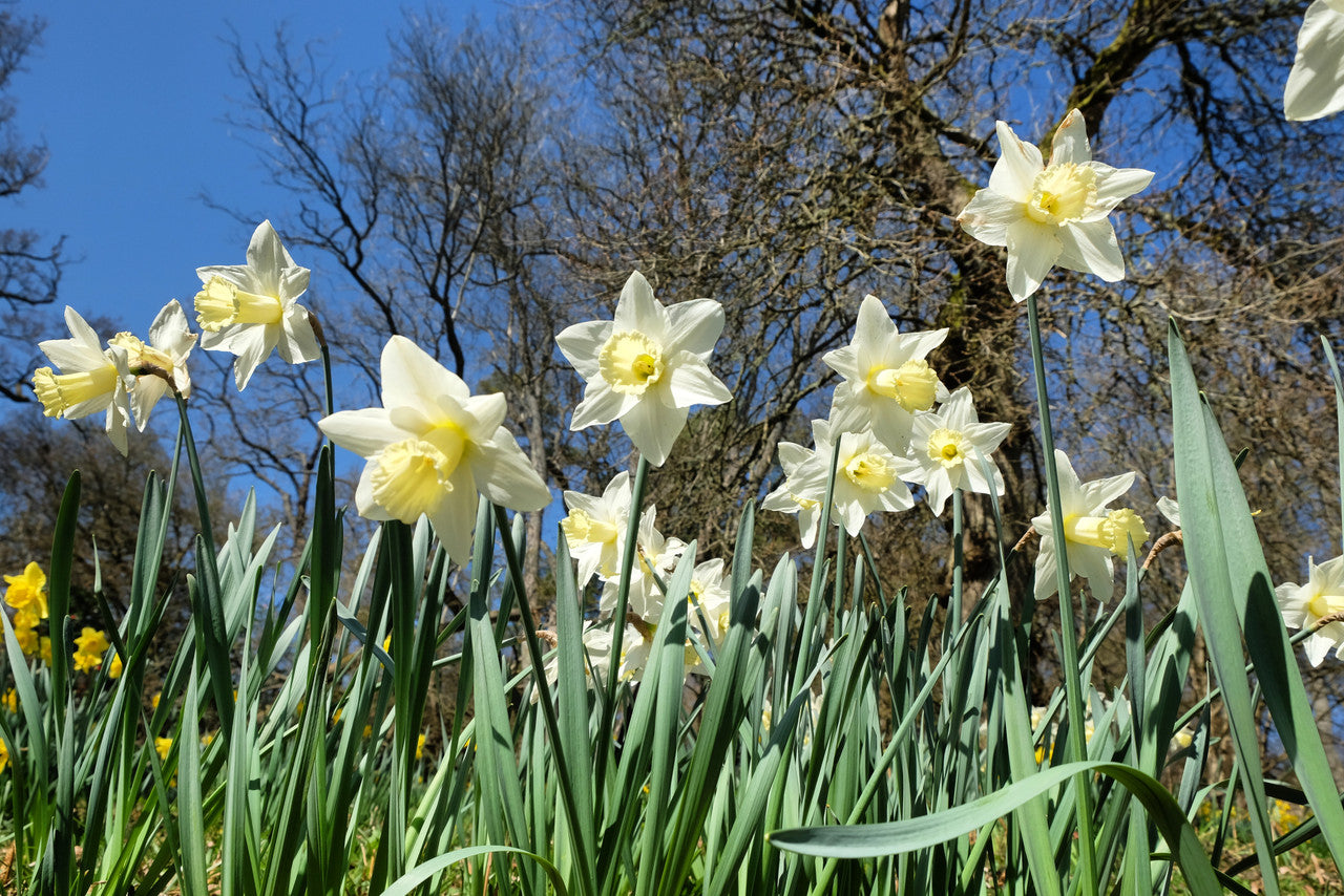 Daffodil 'Mount Hood' - 5 bulbs