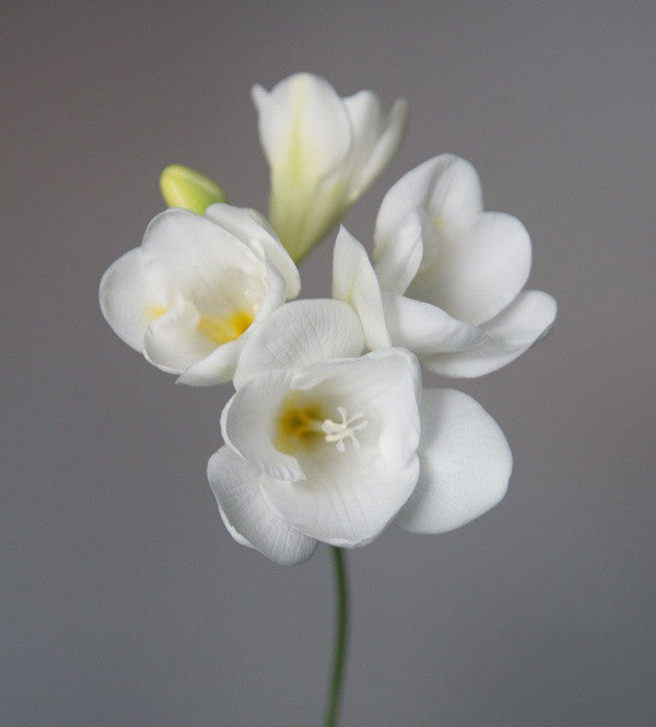 Freesia refracta (mixed) - 5 bulbs