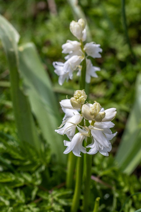Hyacinthoides hispanica 'White City Bluebells' - 10 bulbs