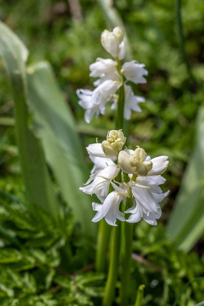 Hyacinthoides hispanica 'White City Bluebells' - 10 bulbs