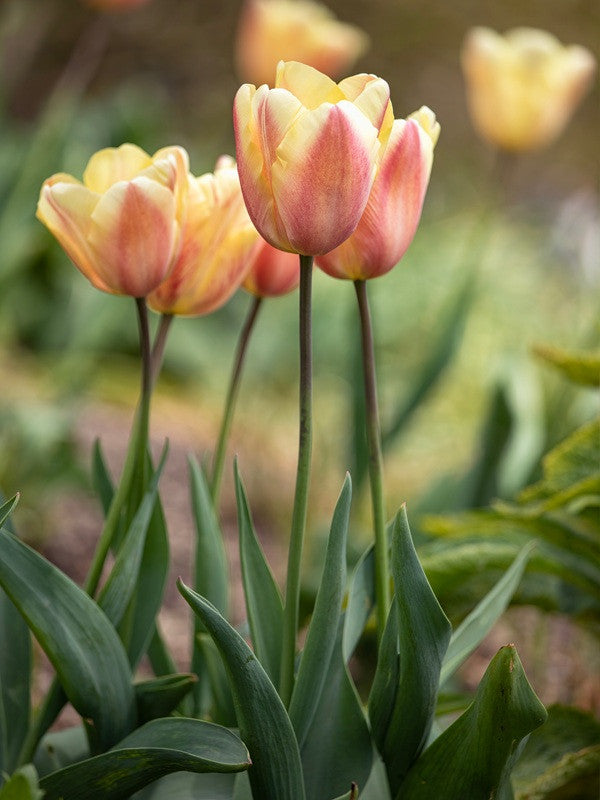Tulipa 'Apricot Foxx'- Southern Bulbs – The Southern Bulb Co.