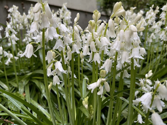 Hyacinthoides hispanica 'White City Bluebells' - 10 bulbs