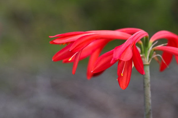 Fire Lily - Cyrtanthus mackenii -  5 bulbs