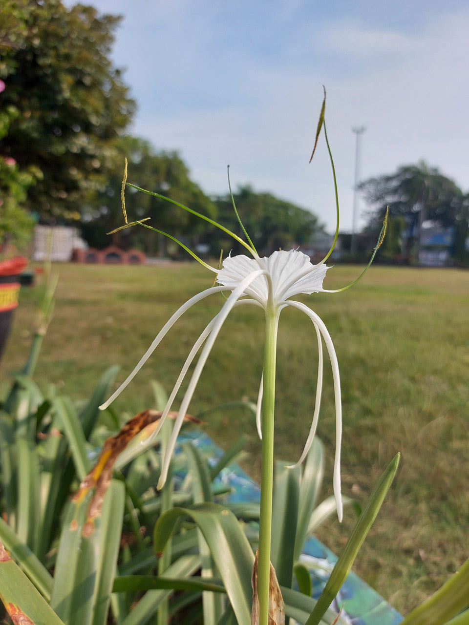 Hymenocallis 'Super Star' - 1 - 2 gallon pot