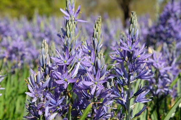 Wild Hyacinth (Native Camassia scilloides) - 3 bulbs – The Southern ...
