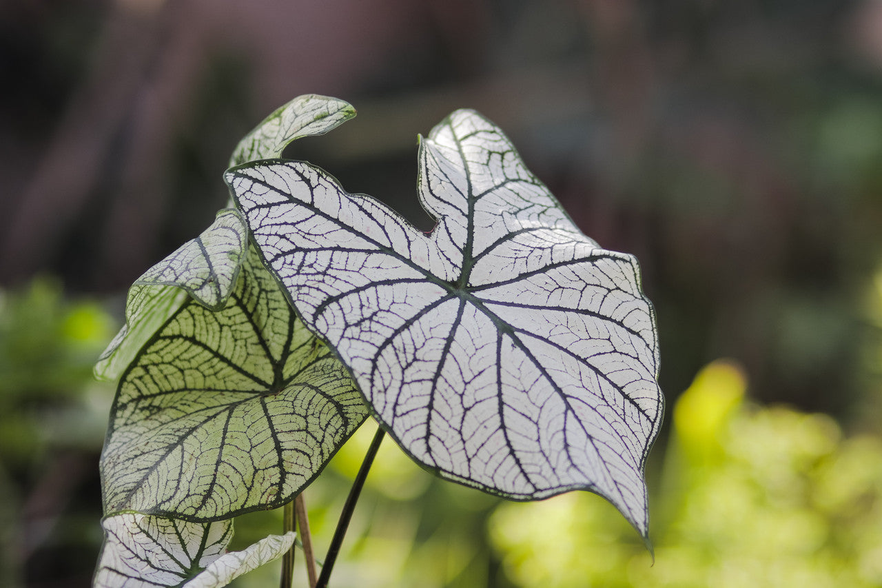 Southern Bulbs Caladium White Christmas
